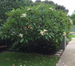 Plumeria frangipani www.sabrinahahn.com.au