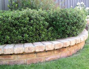 Escallonia hedge www.sabrinahahn.com.au
