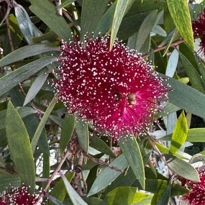 25L Melaleuca viridiflora - Red Flowering Broardleaf Paper Bark